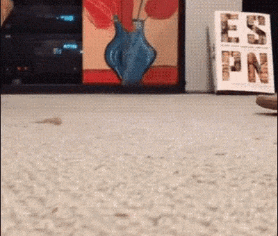 Cat Remember