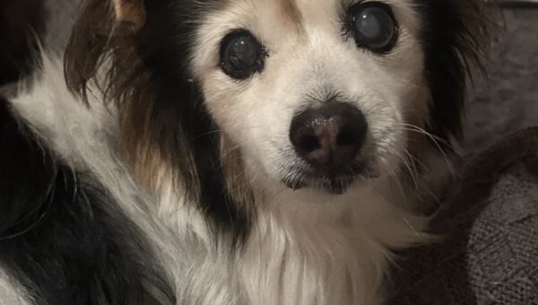 A photo of my dog Panko every day