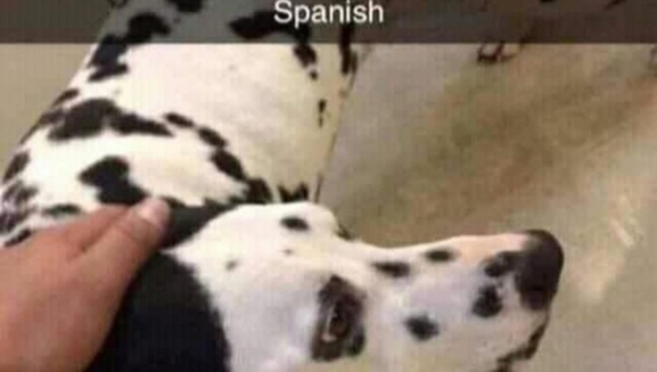 Selling my cow