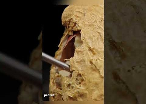 macro compilation #asmr#macro#closeup#relaxing#satisfying