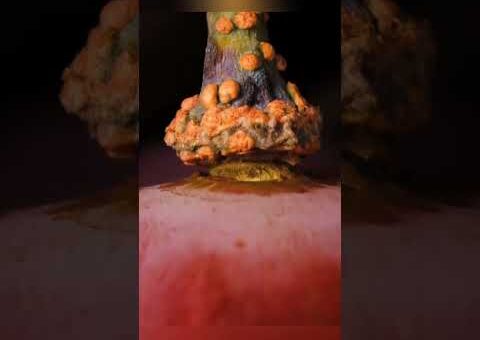 macro compilation #asmr#macro#closeup#relaxing#satisfying