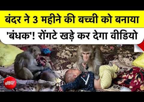 Monkey ने 3 Month Old Baby को बनाया Hostage, Muzaffarnagar का Viral Video देखकर रूह…