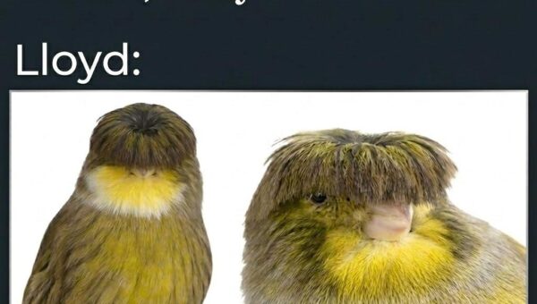 Pretty Birb