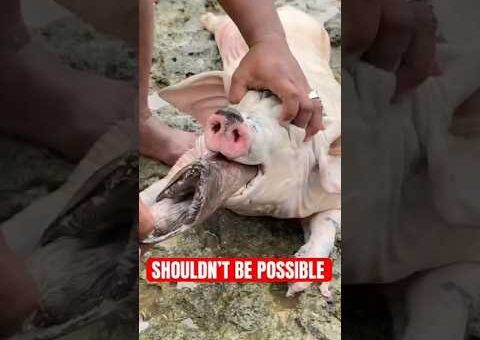 7 Craziest Animal Moments Caught on Camera 😱