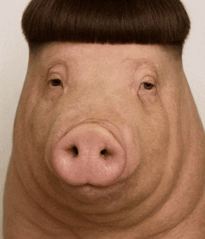 Pig Cory