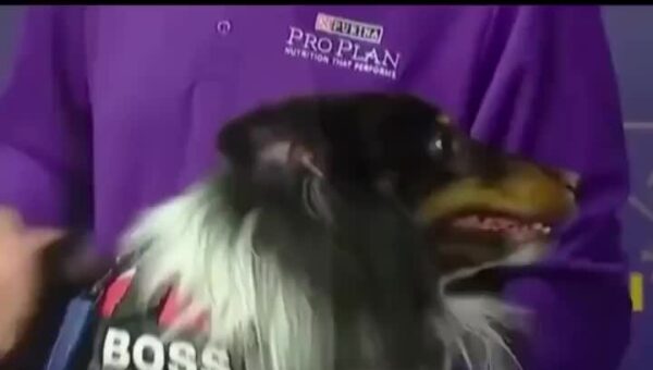 DOG !!