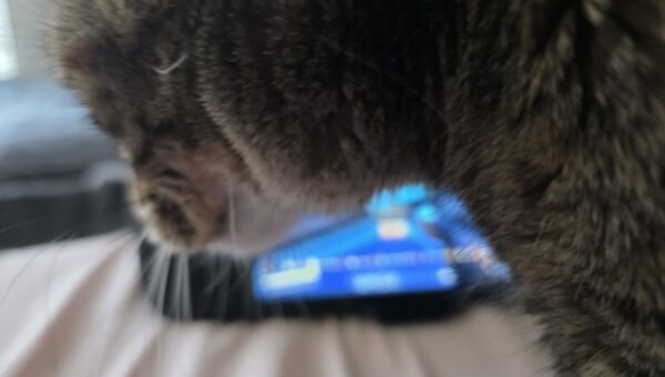 When you want to play some Satisfactory, but Chessie wants something else