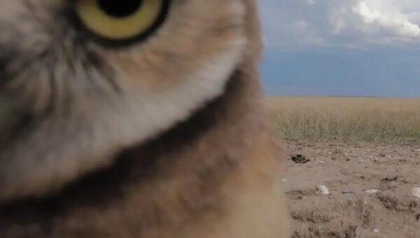 A photographer captured a family of owls and accidentally ended up with the perfect cover…