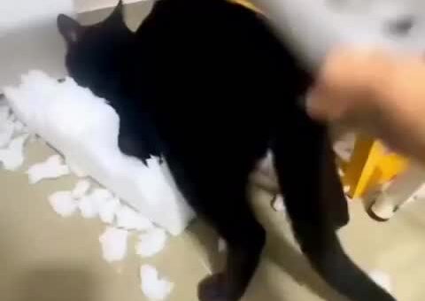 50 shades of meow