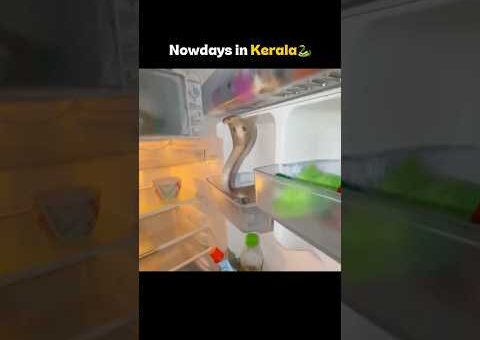Be careful🐍🤣| #kerala #comedy #situation #snake #funny #viral #viralvideo #viralshorts
