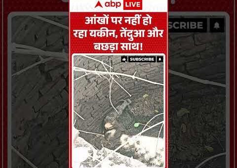 Viral News: आंखों पर नहीं हो रहा यकीन, तेंदुआ और बछड़ा साथ! | #viralnews #viralvideo…