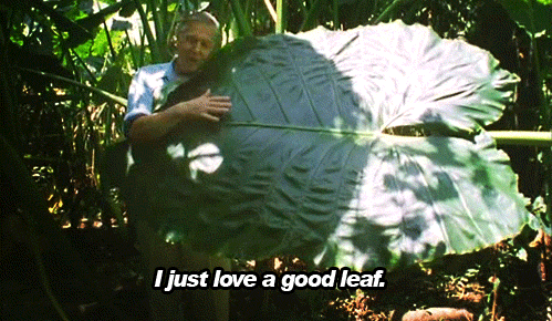 Happy David Attenborough
