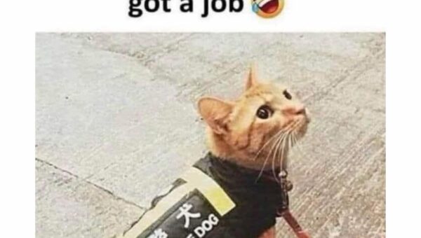 Task failed successfully