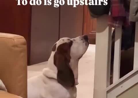 When all you want to do is go upstairs