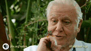 David Attenborough Pbs