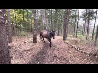 Horse Kicks Tree, Farts on Dogs Then Runs Away