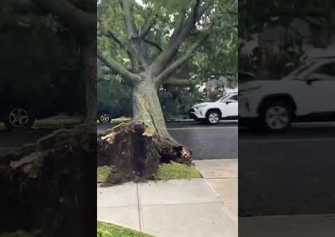 Nature’s Fury: The Most Insane Tree Falls Ever Caught on Camera!