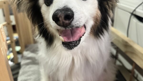 A photo of my dog Panko every day