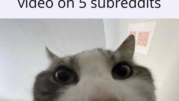 What would I do if the “I love my short king” video didn’t get spammed in my feed