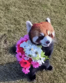 I Love You Flower