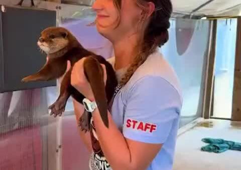 Otter gains, no pains…