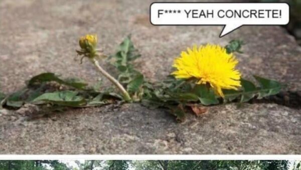 Flowers are flowers…