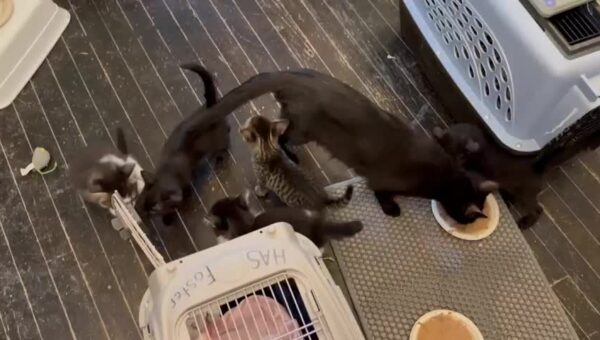 Her babies missed her