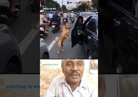 nai ulla arivu #dogreaction #viralvideo #trendingnow #unexpected #crazyreaction #animalv #dogvscar