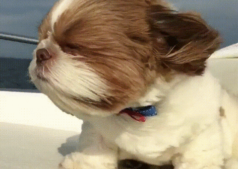 Dog Wind
