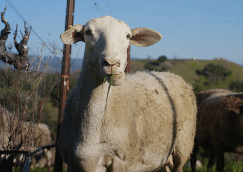 Sheep Eating GIF by PBS Digital Studios