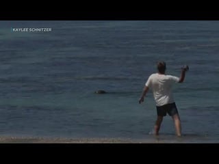 Washington man arrested after throwing rock at monk seal in Hawaii