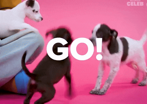 3 2 1 Puppy GIF by BuzzFeed