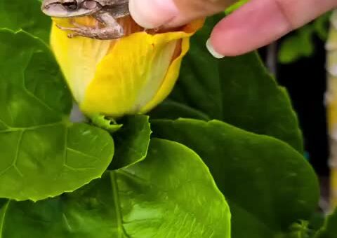 Found a tiny stowaway hiding in my hose… he immediately claimed this hibiscus as his throne ??