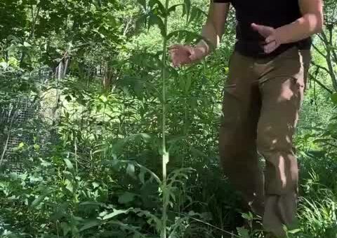 American lettuce!