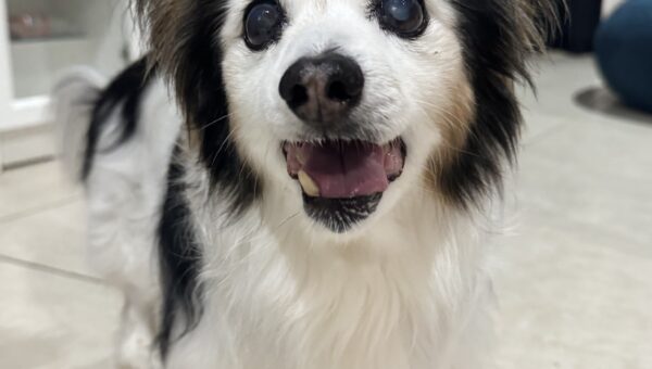 A photo of my dog Panko every day
