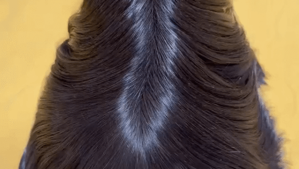 Peruvian long haired guinea pig