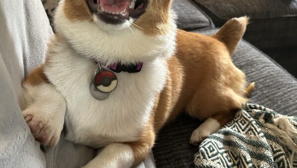 Evie every day
