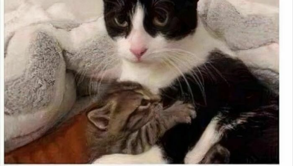 Tag That Friend That Love Cats, It Will Make Their Day Brighter