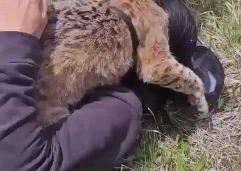 His name is Roberto
