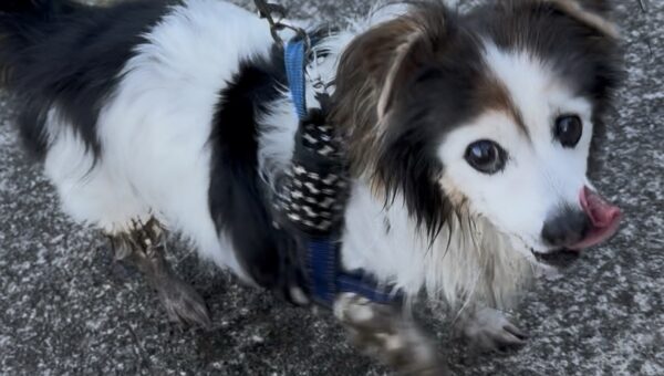 A photo of my dog Panko every day