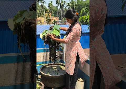 পদ্মের গামলায় সাপ কোথা থেকে আসলো! 🐍😱 #minivlog #trendingnow #viral #lotus #gardening #bengalivlog