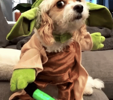 Star Wars Dog GIF by Ice Cream & Neon Dreams