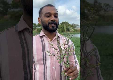 வரம் வேணுமா?? #trending #natural #traditinal #viralreels #viral #biology #medicine #trendingnow