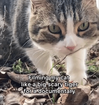 My 🥰 cat documentary