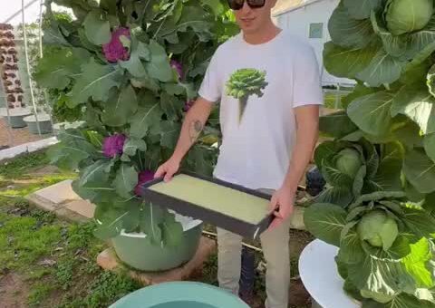This is how to grow cabbages vertically