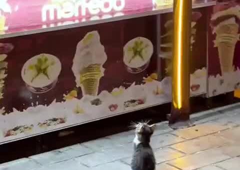 The street cats of Istanbul