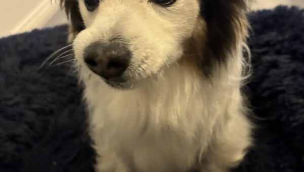 A photo of my dog Panko every day