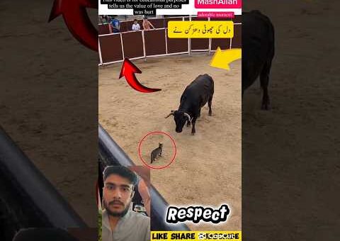 kindness is Great ☝️😱 Respect 😍 #shorts #respect #status #cat #cow #like