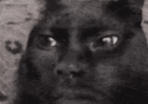 Cat Cringe