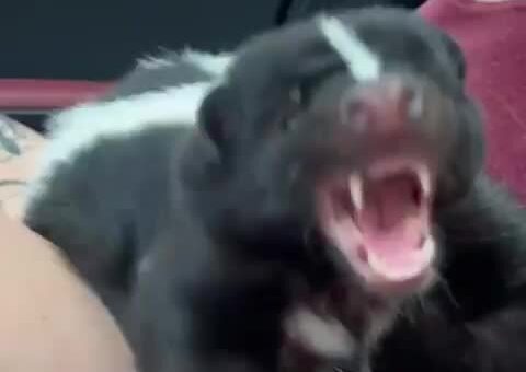 The little skunk thinks it’s the bigboss